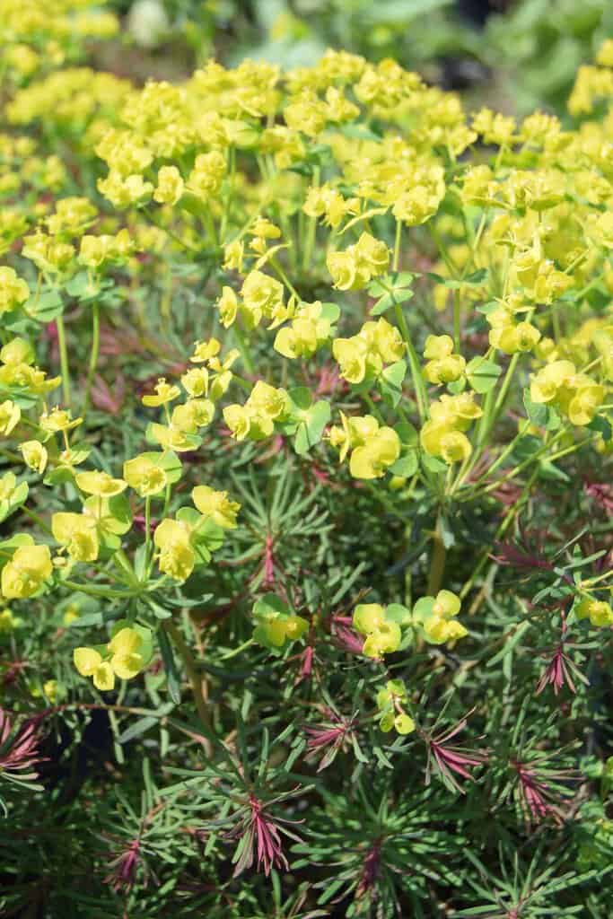 Euphorbia cyparissias 'Fens Ruby' ---